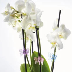 New Tempsl 12 guides plantes papillon