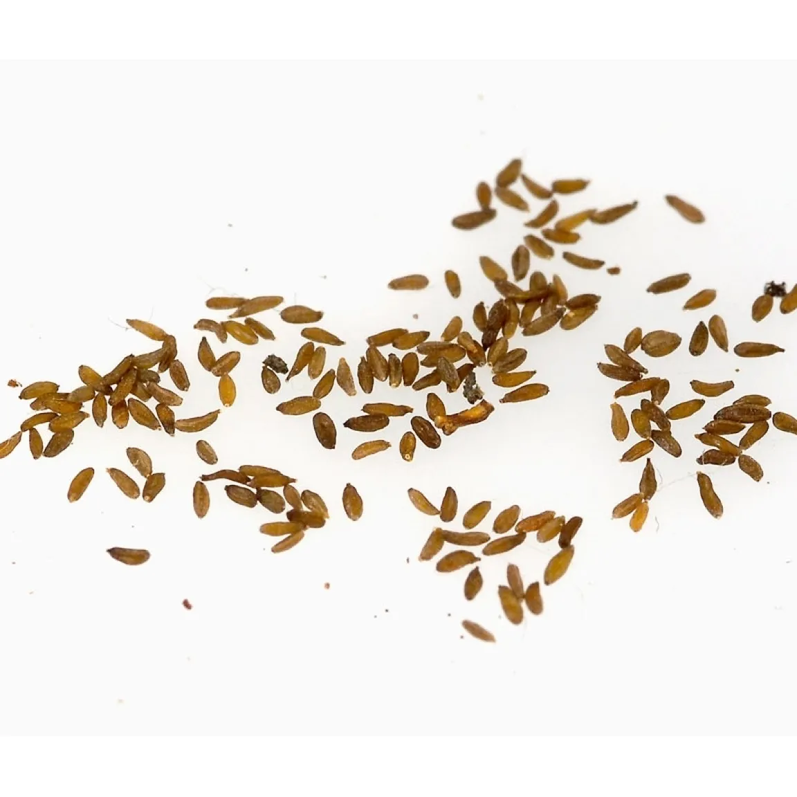 Clearance Tempsl Edelweiss