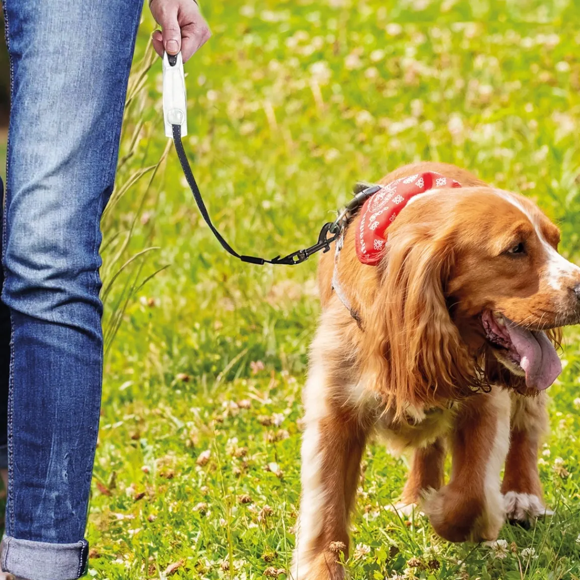 Best Tempsl Laisse avec enrouleur