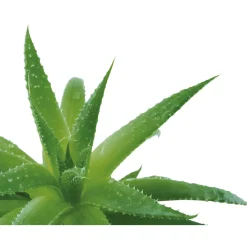 Clearance Tempsl Lot de 2 savons à l'aloé vera