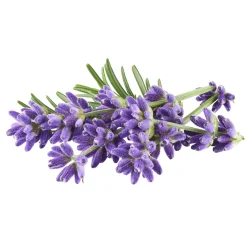 Discount Tempsl Nettoyant canalisation lavande