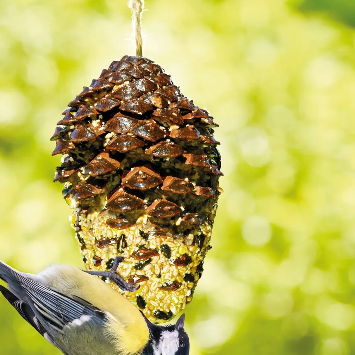 Outlet Tempsl Nourriture oiseaux pomme de pin géante