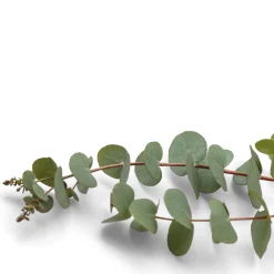 Best Tempsl Parfum pour saturateur eucalyptus 125 ml