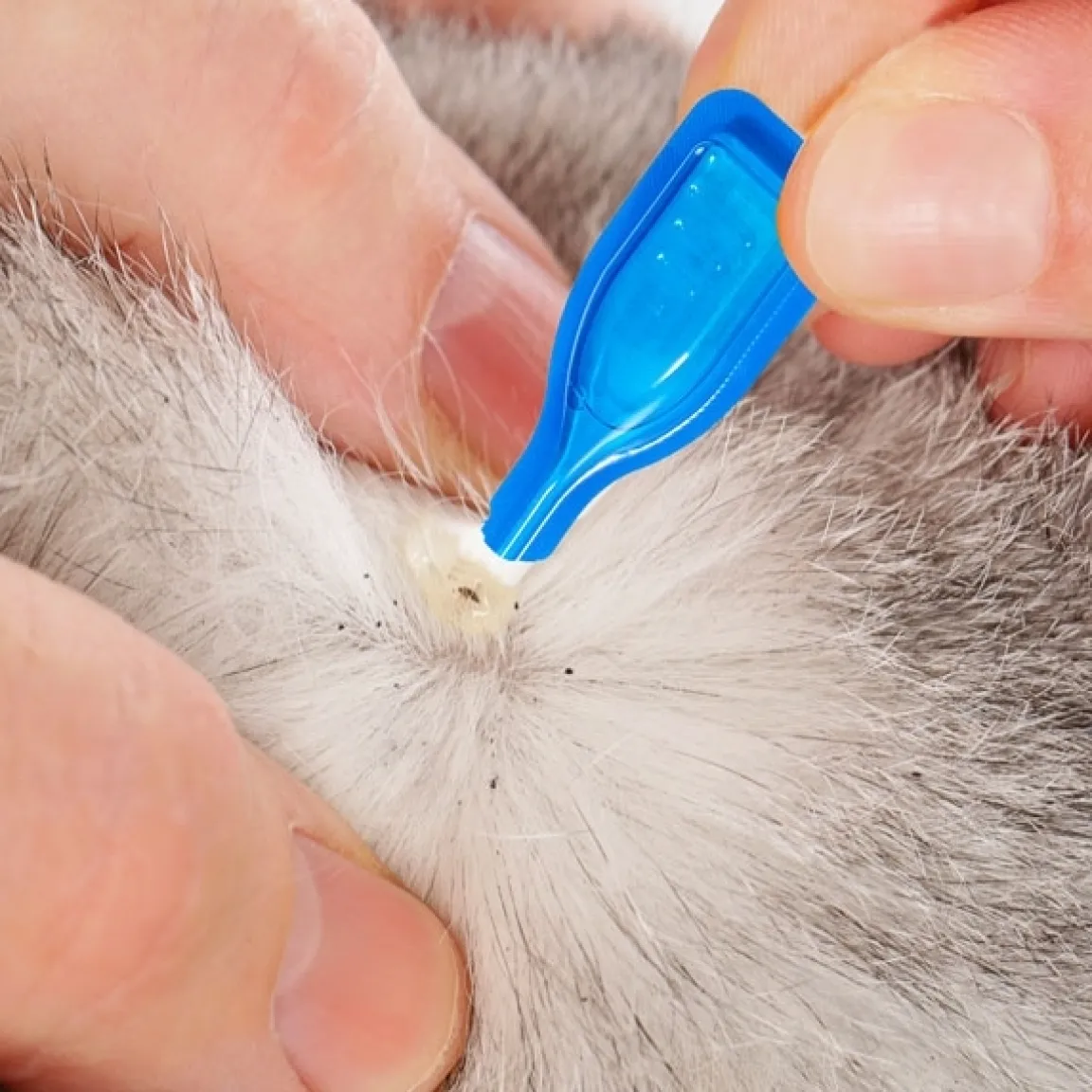 Discount Tempsl Pipettes stop parasites