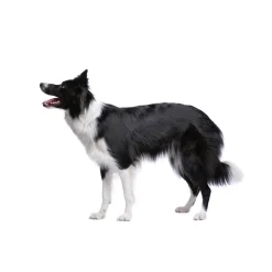 Online Tempsl Pâte orale Vermi'délice chat/chien