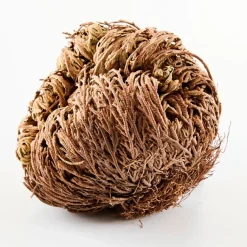 Online Tempsl Rose de Jéricho