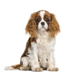 Sale Tempsl Sac de transport Summer dog