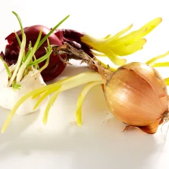 Tempsl Sac distributeur