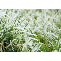 Discount Tempsl Set de 3 figurines graines oiseaux