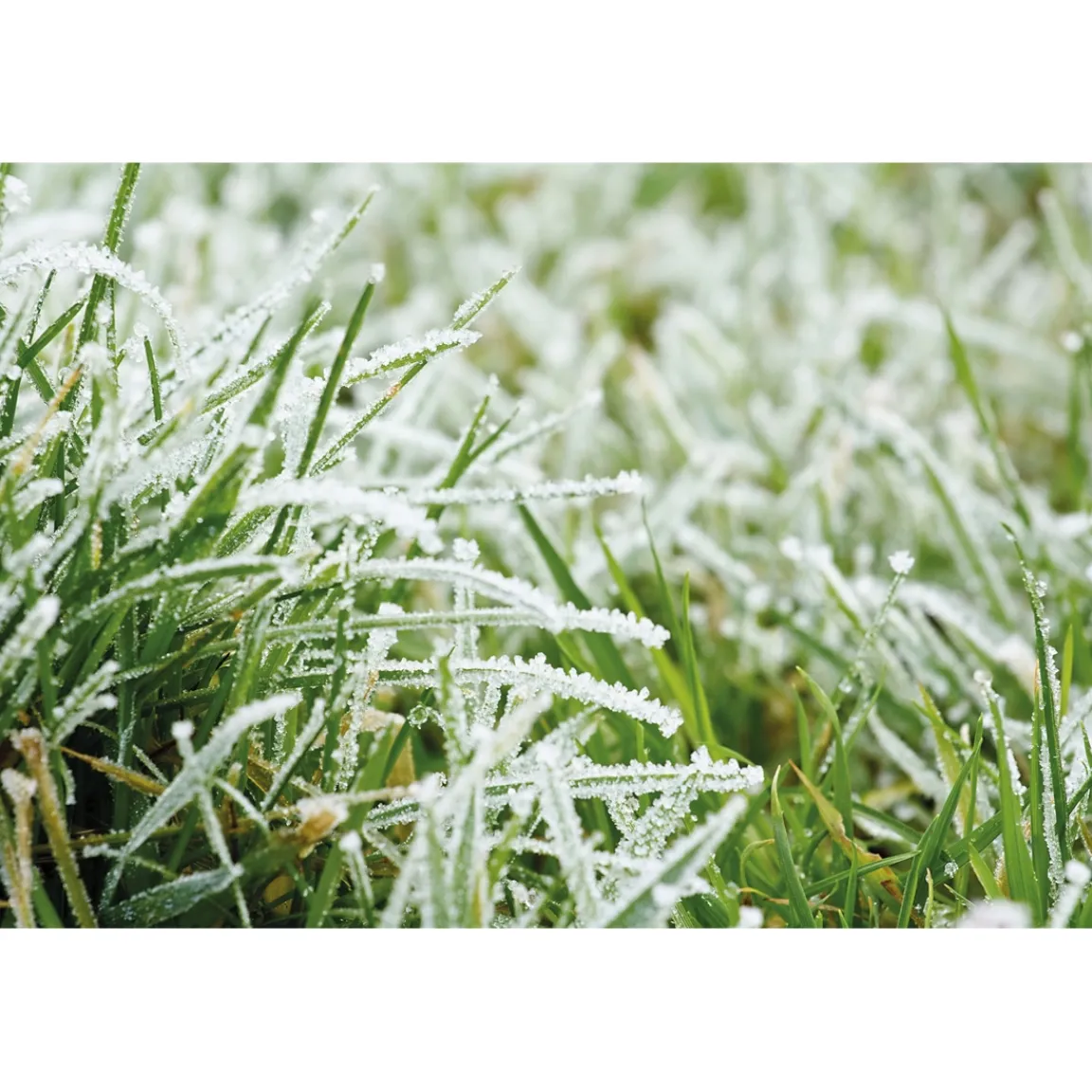 Discount Tempsl Set de 3 figurines graines oiseaux