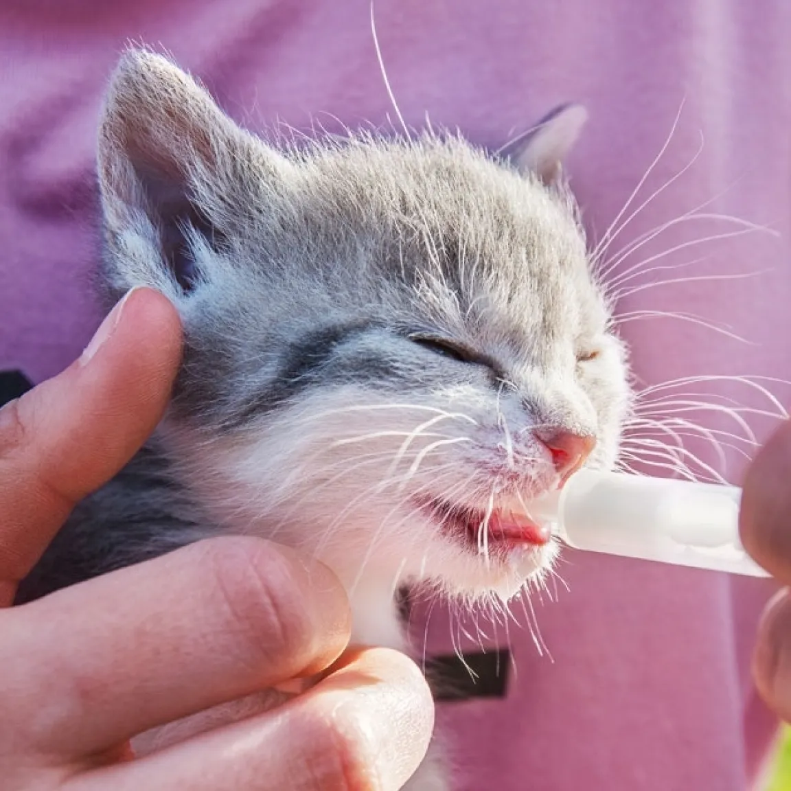 Discount Tempsl Vermipure liquide chat/chaton